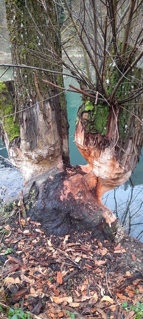 Spuren des Bibers bei den Talweihern von Anwil Foto: NVR