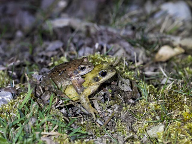 Zwei Grasfrösche auf dem Weg zum Laichgewässer. Foto: © Matthias Sorg