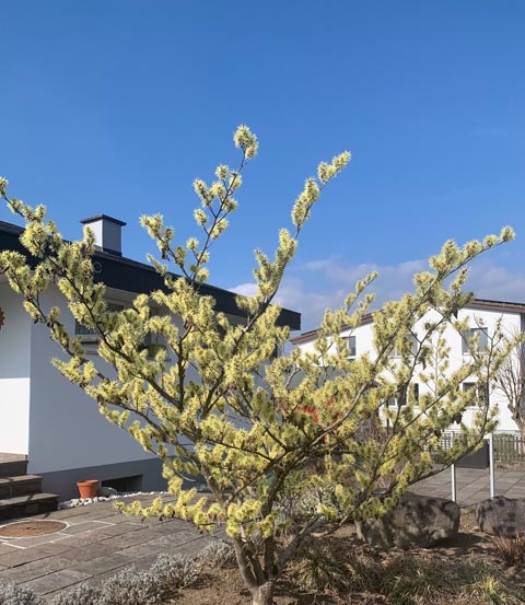 Foto: Margrit Freudemann, Kaisten