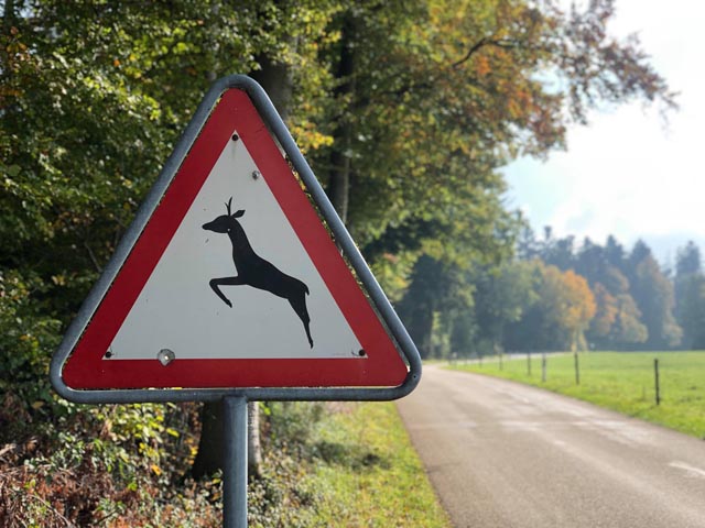 Vorsicht WIld. In der Nähe von Wäldern und Feldern äusserst achtsam fahren und die Geschwindigkeit anpassen.  Foto: © Susy Utzinger Stiftung für Tierschutz