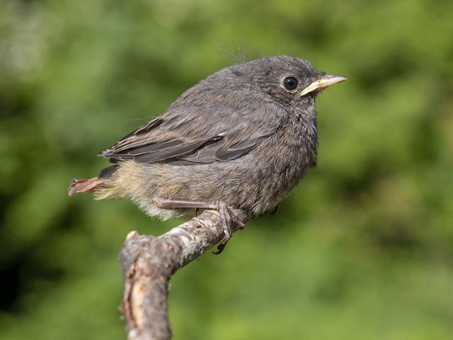 Beim Hausrotschwanz ist es ganz normal, dass die Jungen das Nest vor dem Erreichen der Flugfähigkeit verlassen. Wenn sie befiedert sind und umherhüpfen können, brauchen sie meist keine Hilfe, denn ihre Eltern betreuen sie weiterhin. Foto: © Schweizerische Vogelwarte