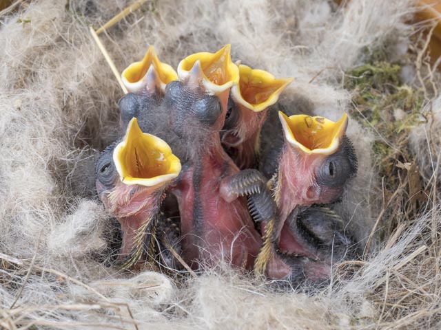 Findet man unbefiederte Nestlinge, so brauchen sie die Hilfe einer Pflegestation.  Foto Kohlmeisen: © Schweizerische Vogelwarte