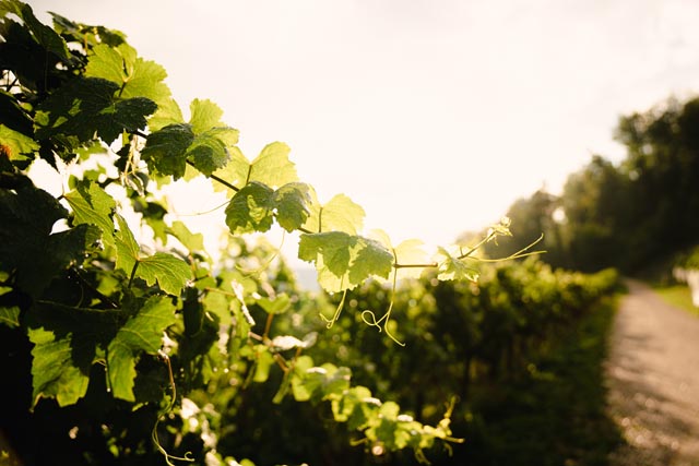 Weinwanderung 2022 im Böztal. Foto: © Johannes Hofmann
