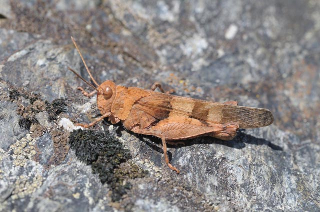 Die Blauflügelige Ödlandschrecke (Oedipoda caerulescens) ist das Tier des Jahres 2023. Sie macht auf trocken-warme, artenreiche Lebensräume als vergängliche Paradiese in unserer Landschaft aufmerksam. © Dieter Thommen