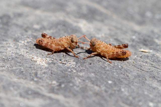 Larven der Blauflügeligen Ödlandschrecke, frisch geschlüpft aus den im Vorjahr abgelegten Eiern. Die Larven werden sich auf ihrem Weg zum erwachsenen Tier mehrmals häuten. © Christian Roesti