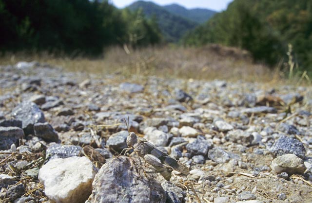 Die Blauflügelige Ödlandschrecke © Blickwinkel / Frank Hecker