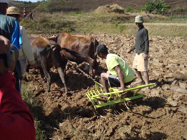 Bauern bei der Arbeit. Es ist eine nachhaltige Landwirtschaft. Der Verein Ambohimahatsinjo hat diesen Pflug und die Ochsen finanziert. Foto: zVg