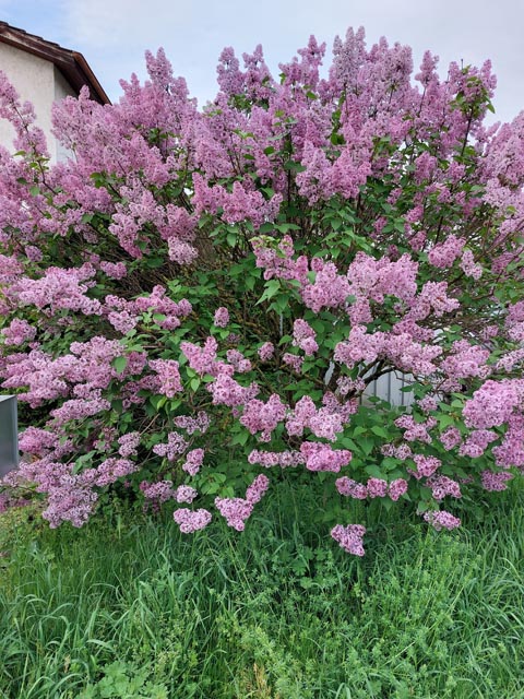 Foto: Olivia Di Marco