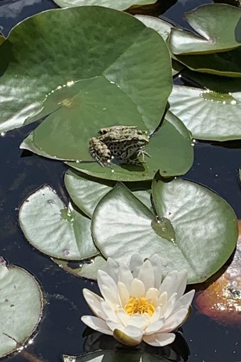 Foto: Margrit Freudemann, Kaisten