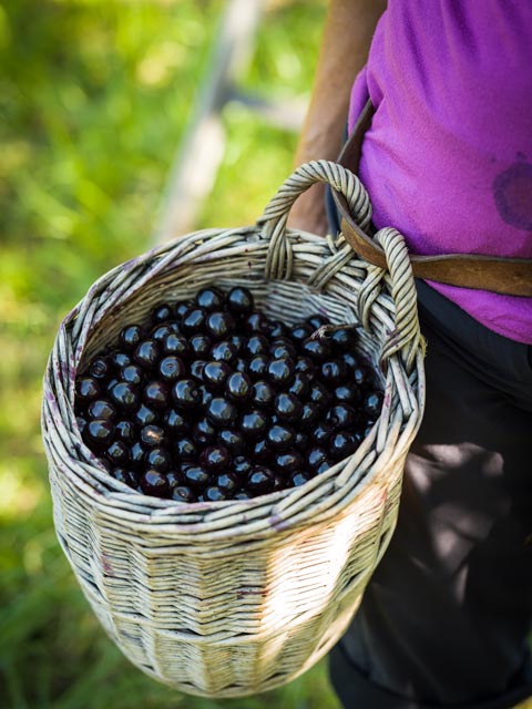 Kirschenernte im Jurapark.  Foto: zVg