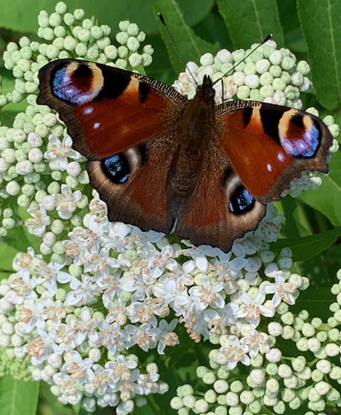 Foto: Margrit Freudemann, Kaisten