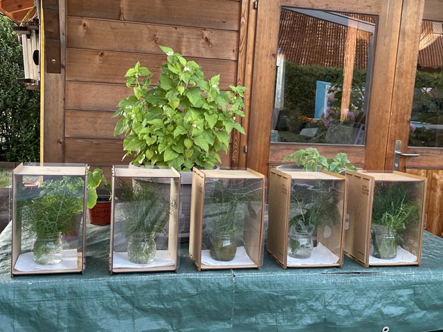 Fünf Raupenkästen besitzen die Burkhalters mittlerweile. Foto: Stefanie Burkhalter