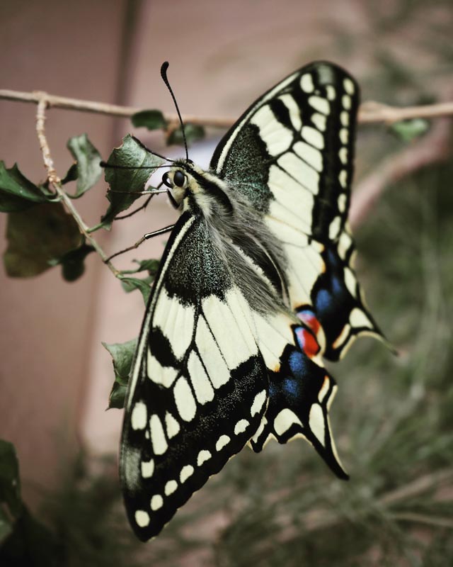 ... zum wunderschönen Schwalbenschwanz. Foto: Stefanie Burkhalter