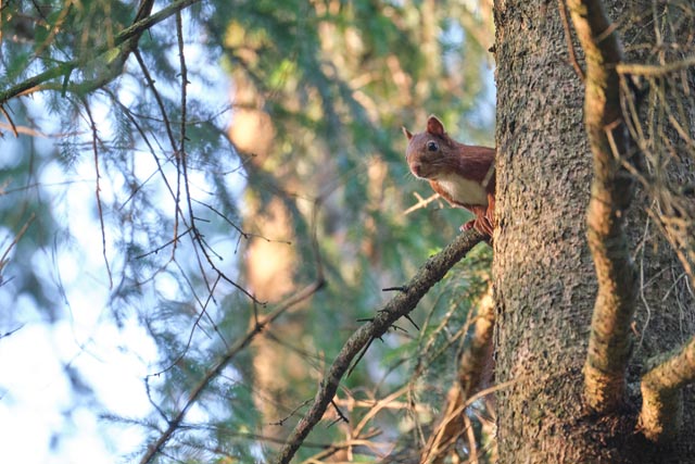 Eichhörnchen leben mehrheitlich auf Bäumen und kommen meist nur zur Nahrungssuche auf den Boden. Sie legen Vorräte an indem sie Nüsse und Samen einzeln vergraben oder in Baumhöhlen verstecken. Damit tragen sie zur Verbreitung von Pflanzen bei. Foto: © David Doda / wildenachbarn.ch