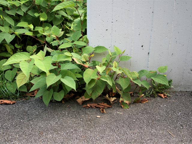 Neophyten werden bekämpft. Foto: zVg