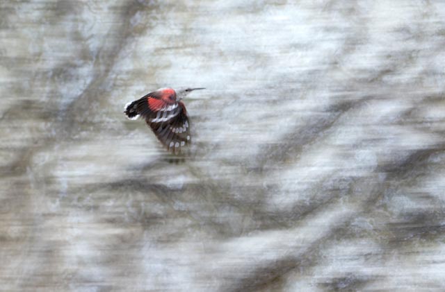 Gesamtsieger: «Mauerläufer» von Andreas Volz.