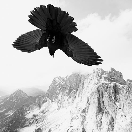 1. Platz Kategorie Aktion: «Alpendohle» von Christoph Kaula