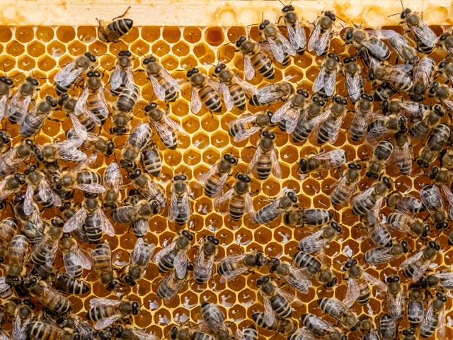 Für die Erzeugung von 1 kg Honig sind 100’000 Sammelflüge sowie eine aufwändige Verarbeitung von Blütennektar oder Honigtau durch die Bienen notwendig. Foto: zVg