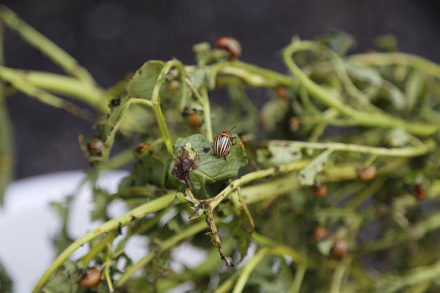 Der Kartoffelkäfer hielt die Produzentinnen und Produzenten auf Trab – vielerorts haben die Massnahmen aber nicht genützt. Foto: lid