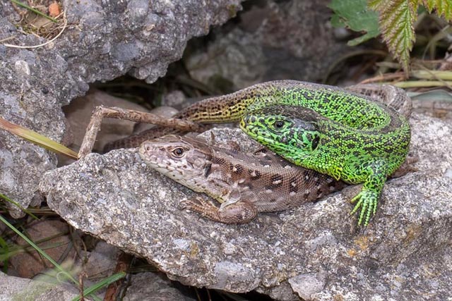 Faszinierende Kriechtiere. Foto: zVg