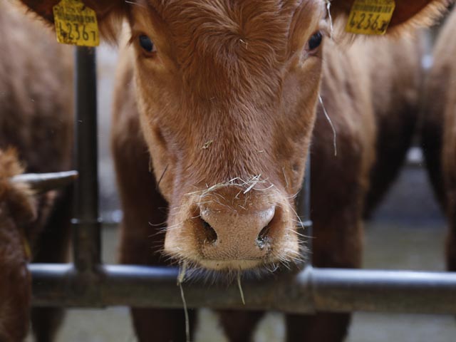 Die tierische Produktion: 2023 verzeichnete die Schweizer Milchwirtschaft eine etwas tiefere Jahresmilchmenge und erlebte dynamische Entwicklungen bei den Milchpreisen. In der Fleischproduktion war insbesondere die Schweinebranche mit einem Marktdruck konfrontiert, der die Produzenten vor finanzielle Herausforderungen stellte. Derweil stieg die Nachfrage nach Schweizer Eiern, was zu einer positiven Entwicklung des Eiermarktes führte. Foto: zVg