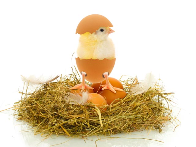 Welches «Bibeli» schlüpft als erstes? Der Kaiserhof-Osterwettbewerb will es wissen. Foto: zVg