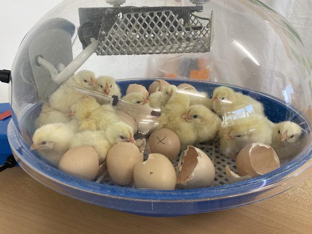 Vom Ei zum Huhn. Foto: zVg