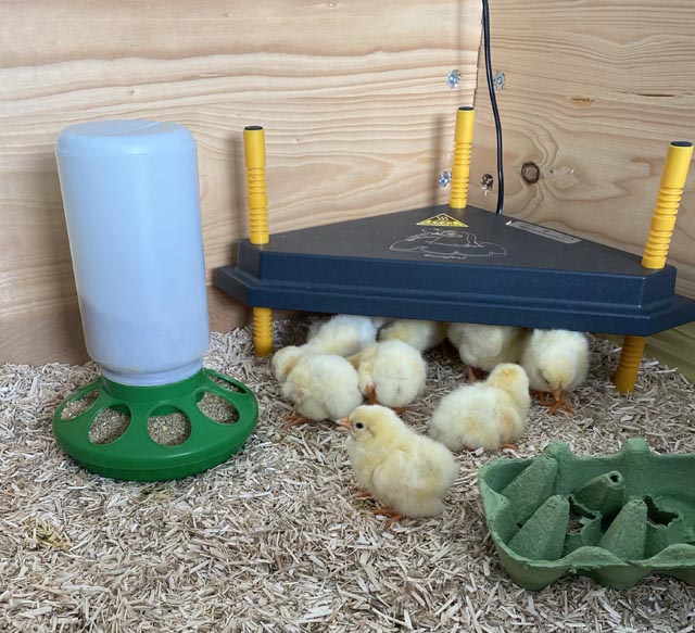 Bald ziehen die Küken in den Hühnerhof in Herznach um. Foto: zVg