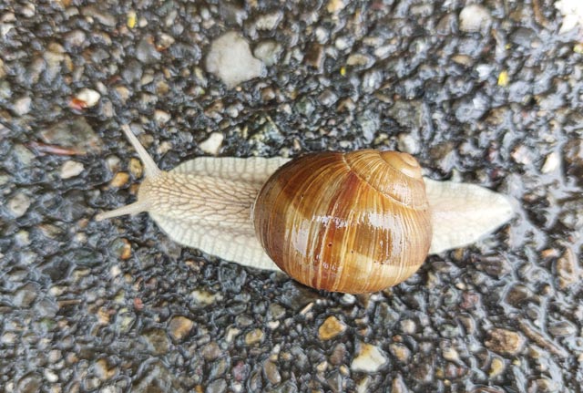  Foto: Olivia Di Marco, Frick