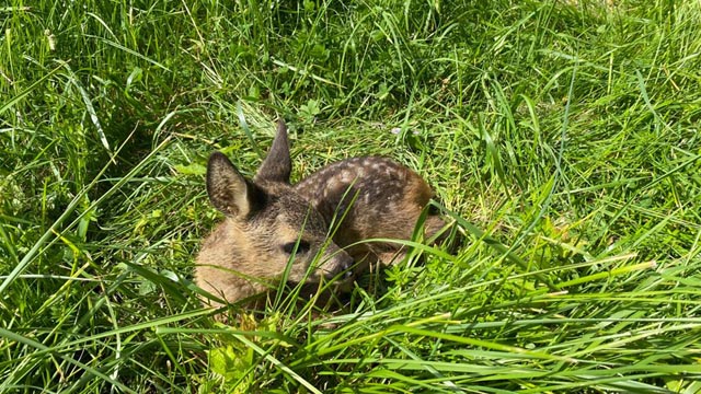 Jungkitze verstecken sich auf den Boden gepresst und der Landwirt hat keine Chance sie beim Mähen zu sehen. Foto: zVg