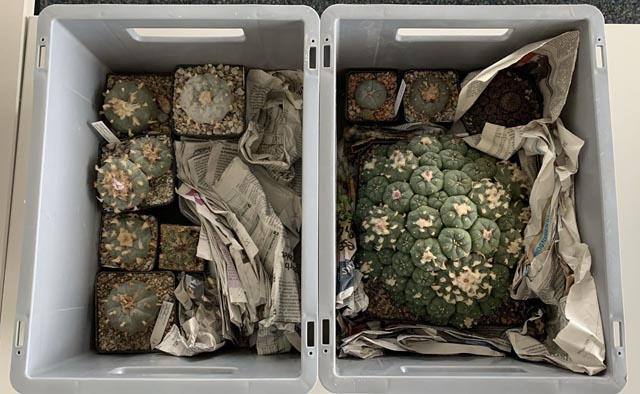 Sichergestellte Kakteen. Foto: BAZG