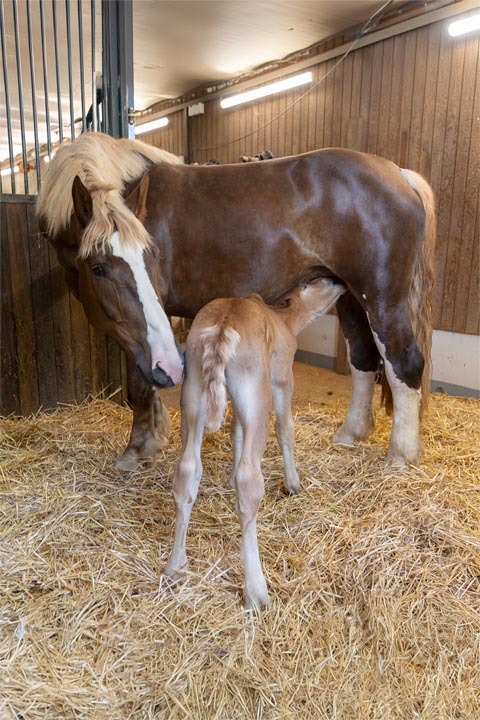 Das weibliche Fohlen ist gesund und munter. Um einen geeigneten Namen zu finden, wird sich Feldschlösschen demnächst Unterstützung von seinen Fans holen. Foto: zVg
