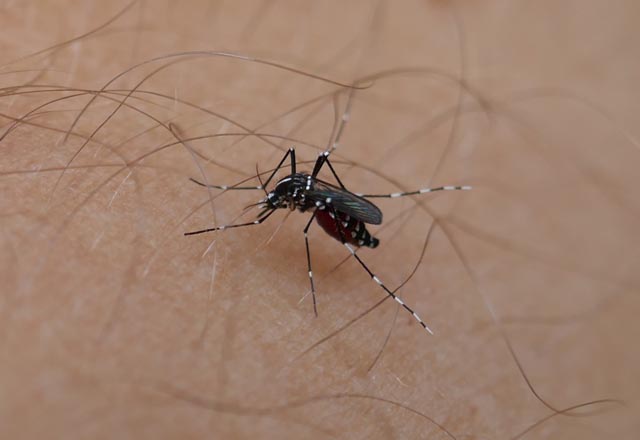 Die Asiatische Tigermücke wurde jetzt auch in Rheinfelden gesichtet. Foto: zVg
