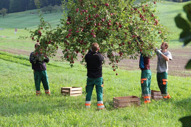 MBF beim Hochstamm-Äpfel ernten. Foto: © Jurapark Aargau