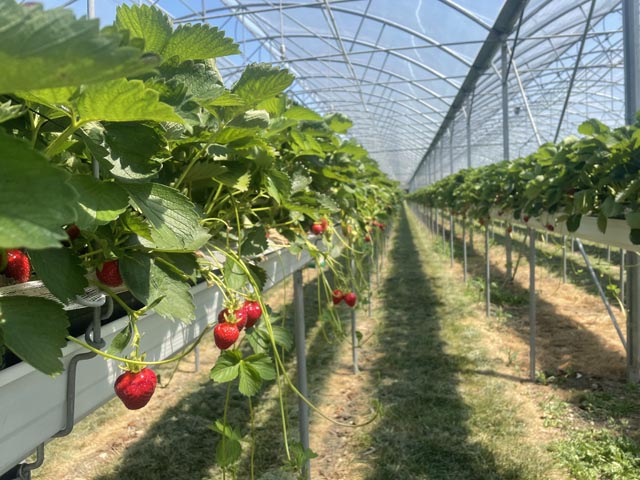 Der Anbau unter Tunnel schützt die Früchte. Foto: lid