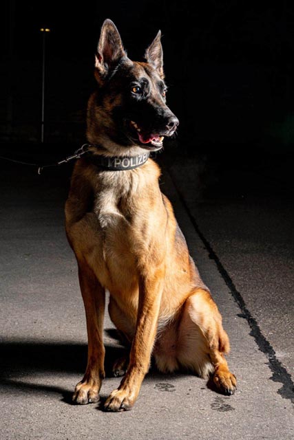 Diensthund Iaro. Foto: zVg