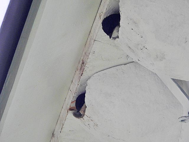 Die ersten Schwalben haben ihr neues Zuhause bezogen. Foto: zVg