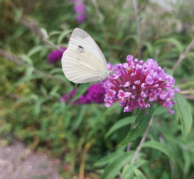 Beobachtet: Schmetterling bei der Arbeit