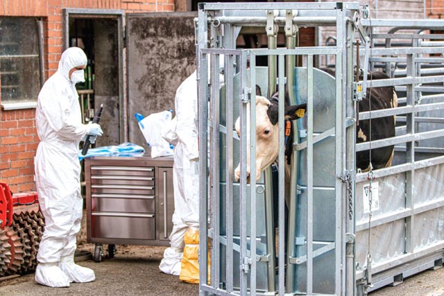 Eine Kuh im Fanggitter. Foto: © Veterinärdienst, Amt für Verbraucherschutz, Kanton Aargau