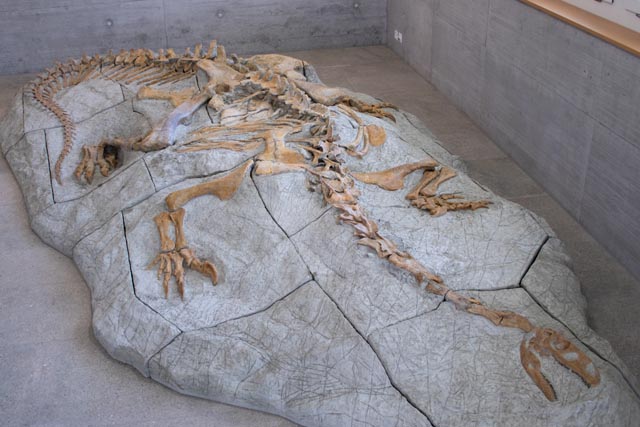 Plateosaurier XL. Foto: zVg