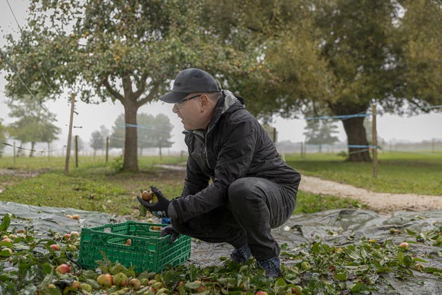 Klienten der Stiftung FARO beim Aufsammeln der Äpfel – bei jedem Wetter. Foto: © Chris Iseli / Coopzeitung