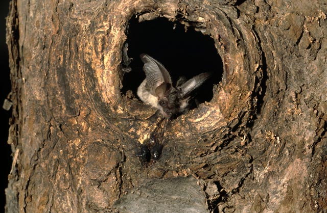 Profitiert von alten Hochstammbäumen: die im Jurapark Aargau vorkommende Fledermausart «Graues Langohr». Foto: zVg