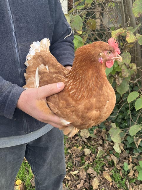 Aargau: Schonends Ausstallen für Legehennen getestet