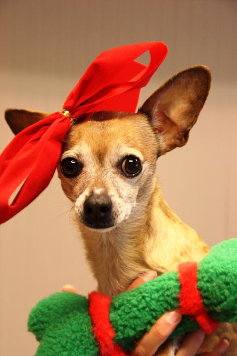 Tiere sind keine Weihnachtsgeschenke!