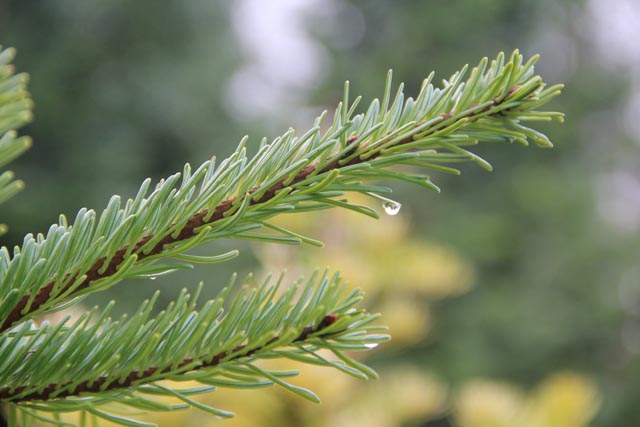 Frische Weihnachtsbäume aus dem Jurapark Aargau. Das Bild stammt vom Weihnachtsbaumverkauf in der Jurapark-Gemeinde Wölflinswil. Foto © Jurapark Aargau 