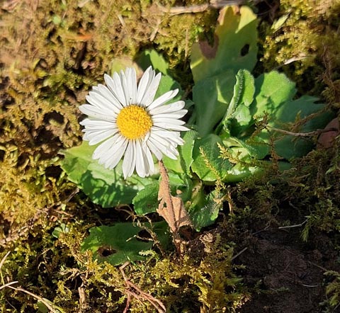 Foto: Olivia Di Marco, Frick