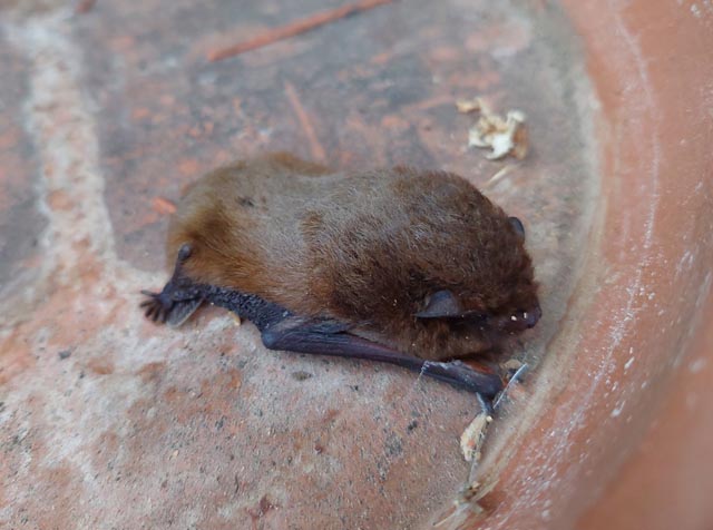 Fledermäuse standen im Fokus des Vortrags. Foto: zVg