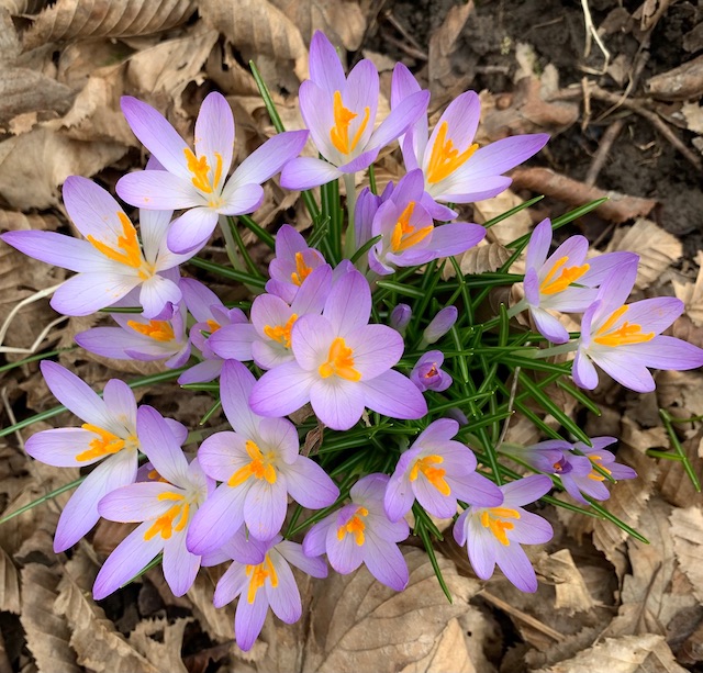 Beobachtet: Krokusse in voller Pracht. Gesehen im Hardwald Kaisten