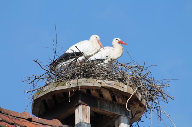 Storchenpärchen in Kaiseraugst. Foto: Sonja Fasler