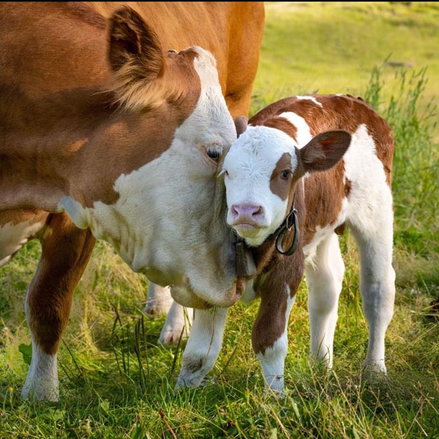 Mutterkühe an der AMA